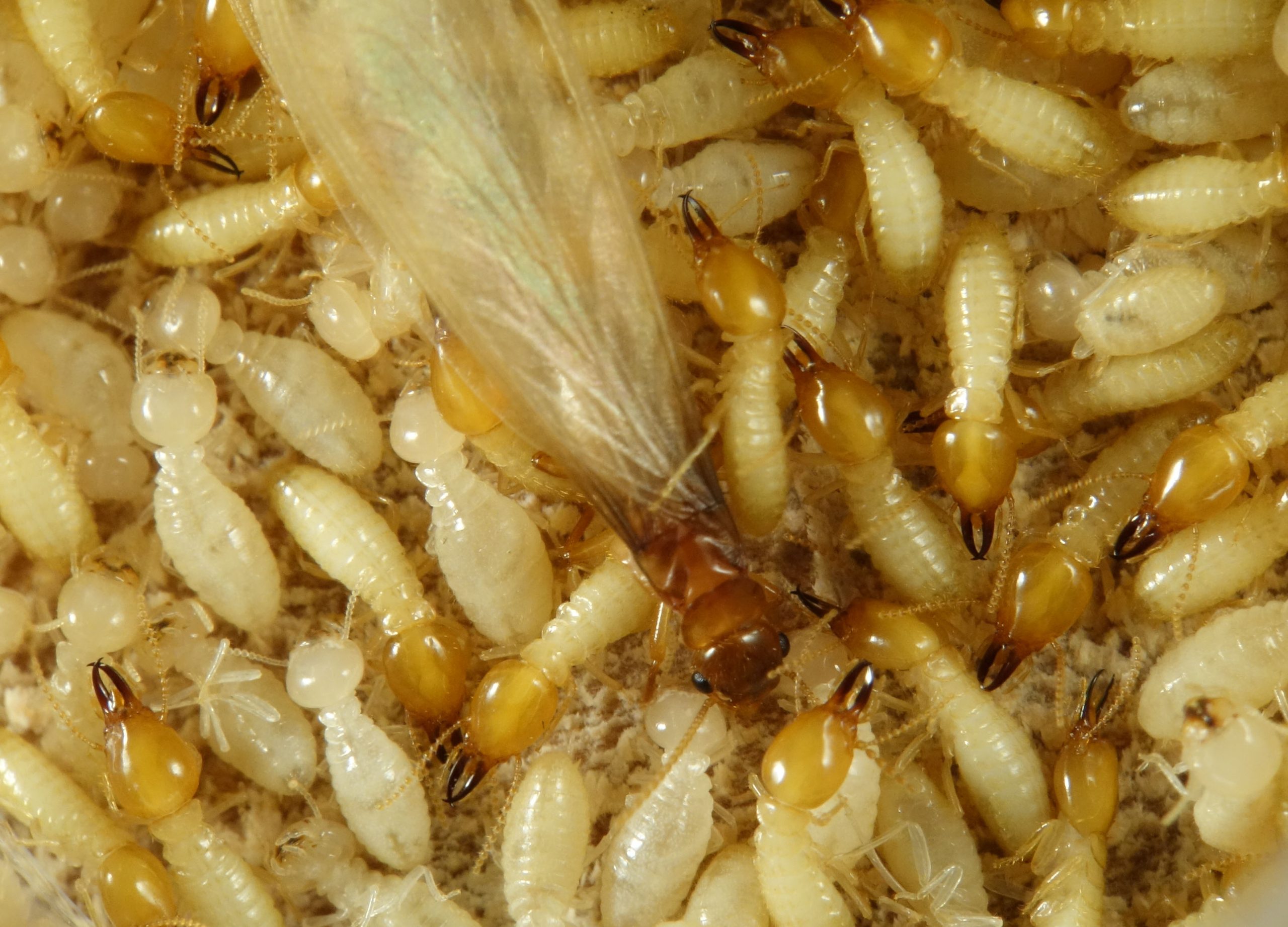 An image of many termites. They are small, white-to-yellow insects.