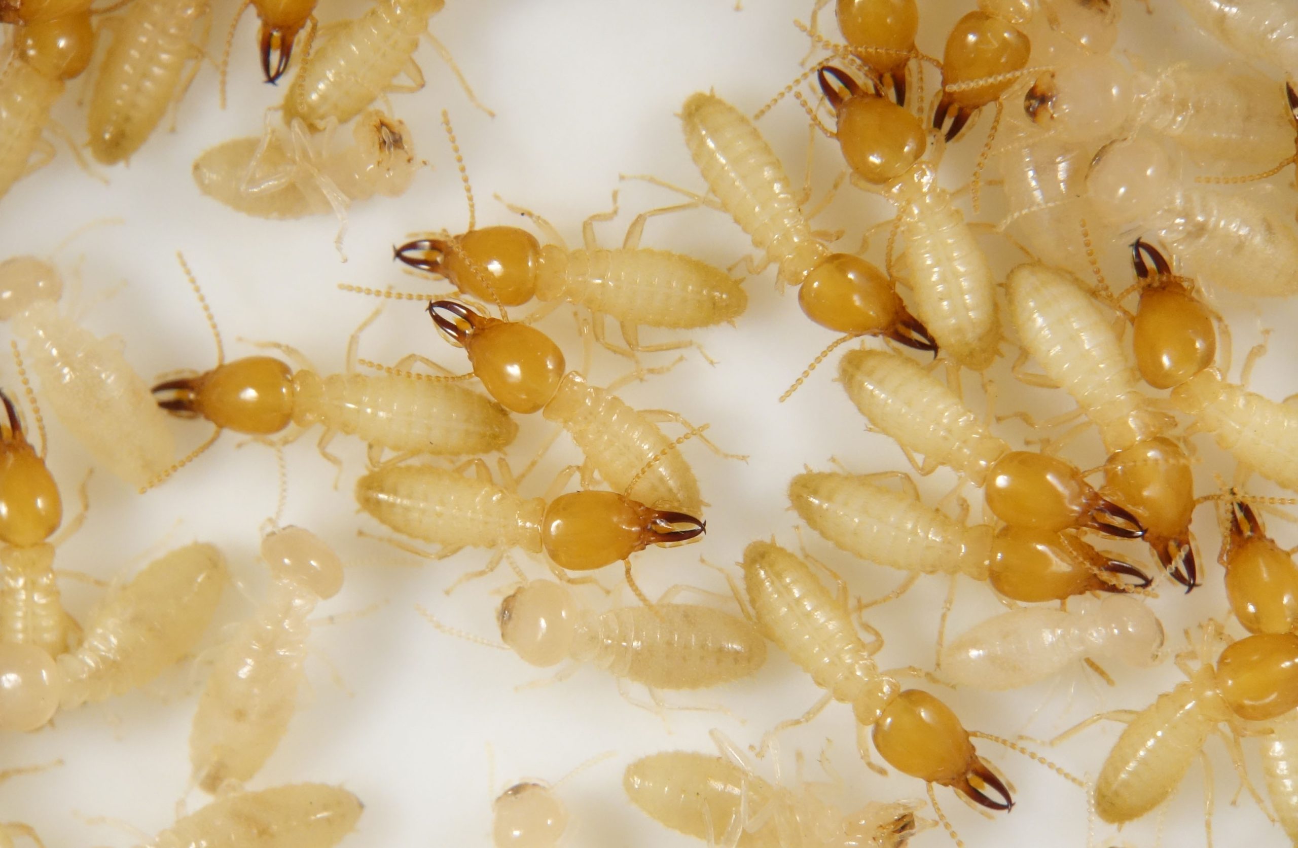 Termites on a white surface. They are small, white-to-yellow insects with dark yellow heads.