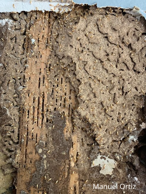 Piece of wood that has been stripped of its bark, exposing holes (galleries) in the wood, created by termites.
