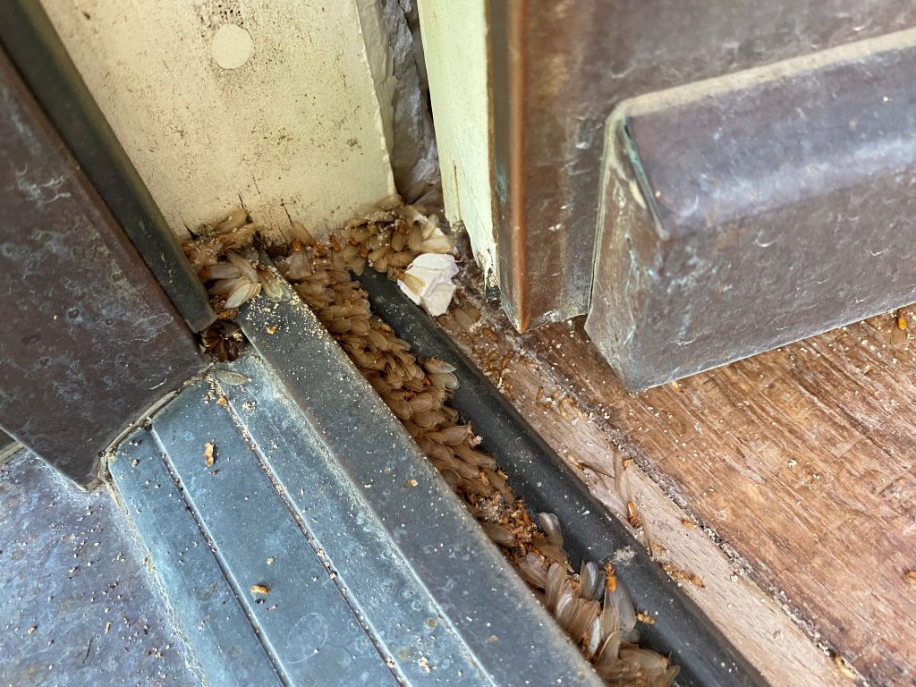 Door threshold full of termite alates